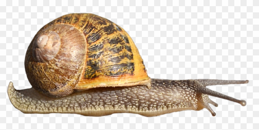 Snail Transparent Background Clipart #4823903