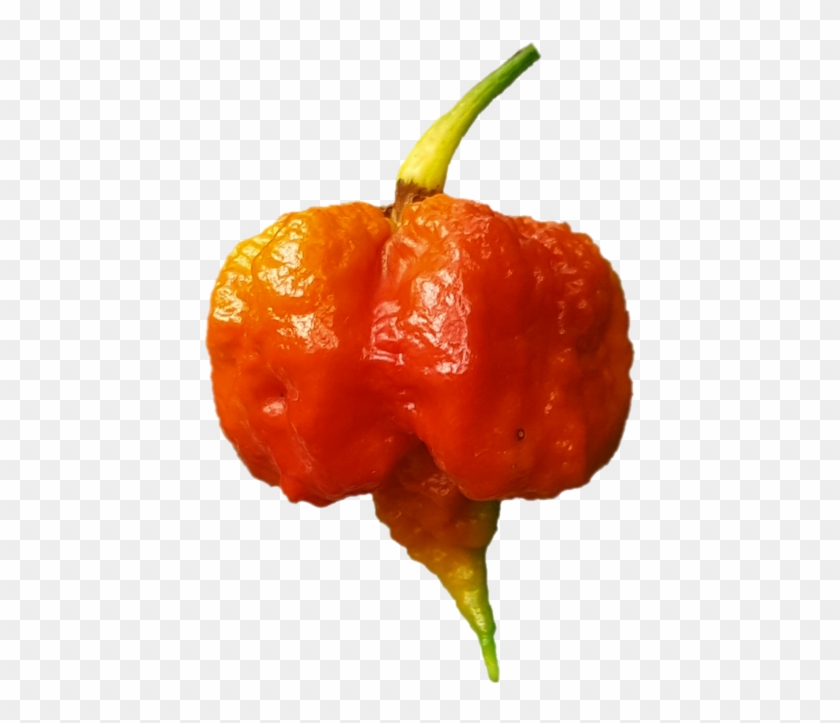 "la Folie Sous Forme Comestible " La Carolina Reaper - Habanero Chili Clipart