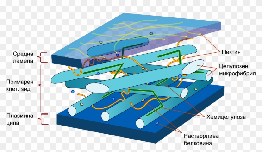 Plant Cell Wall Diagram Mk - Plant Cell Wall Model Clipart #4825506