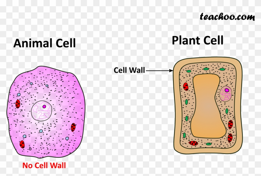 Both Plant And Animal Cell Wall - Java Virtual Machine Clipart #4825578