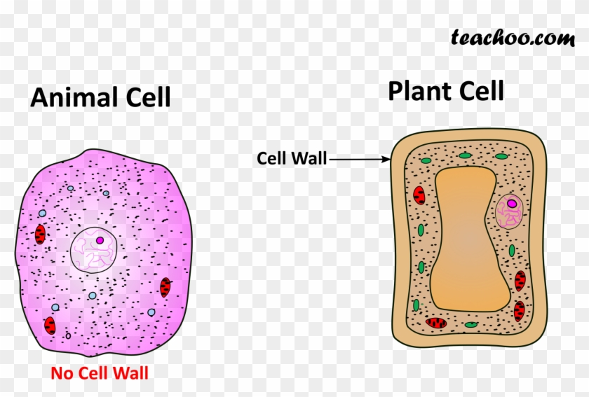 Both Plant And Animal Cell Wall - Java Virtual Machine Clipart
