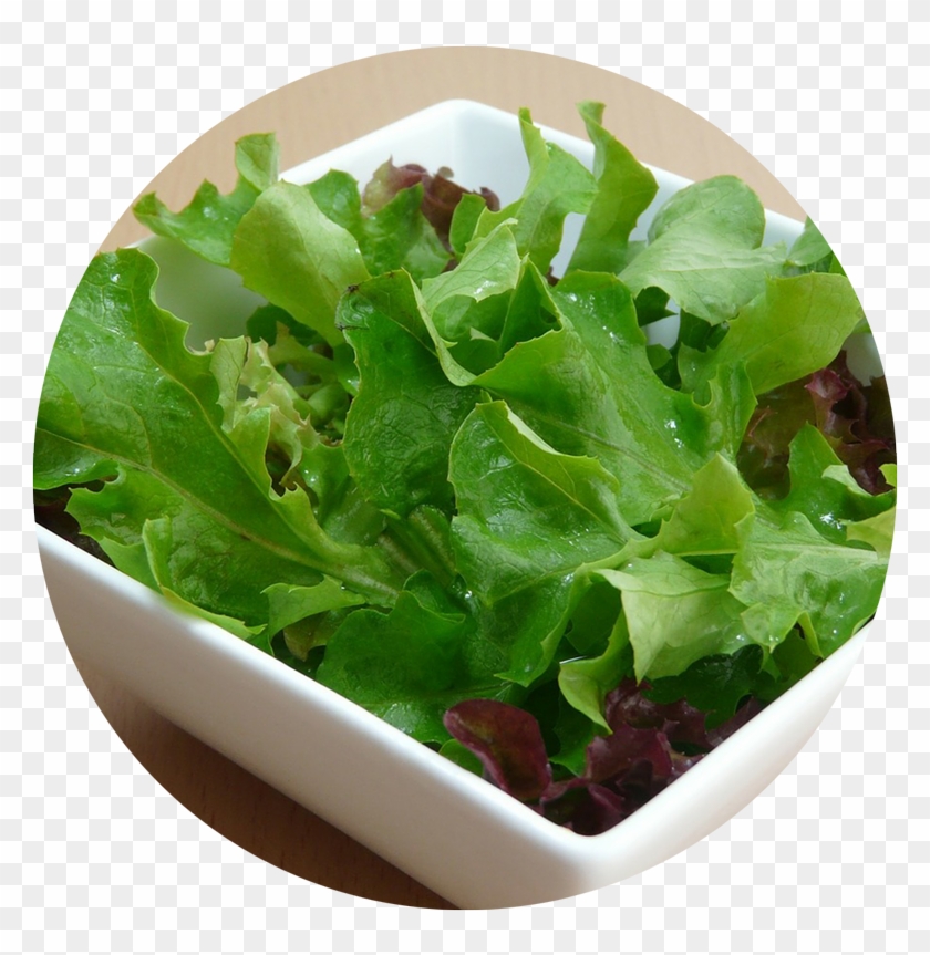 Head Of Lettuce Transparent - Base Of The Salad Clipart #4825603