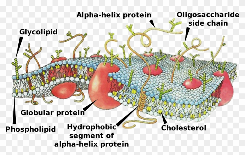 Difference Between Cell Membrane And Plasma Membrane - Cell Membrane Structure Clipart #4825604