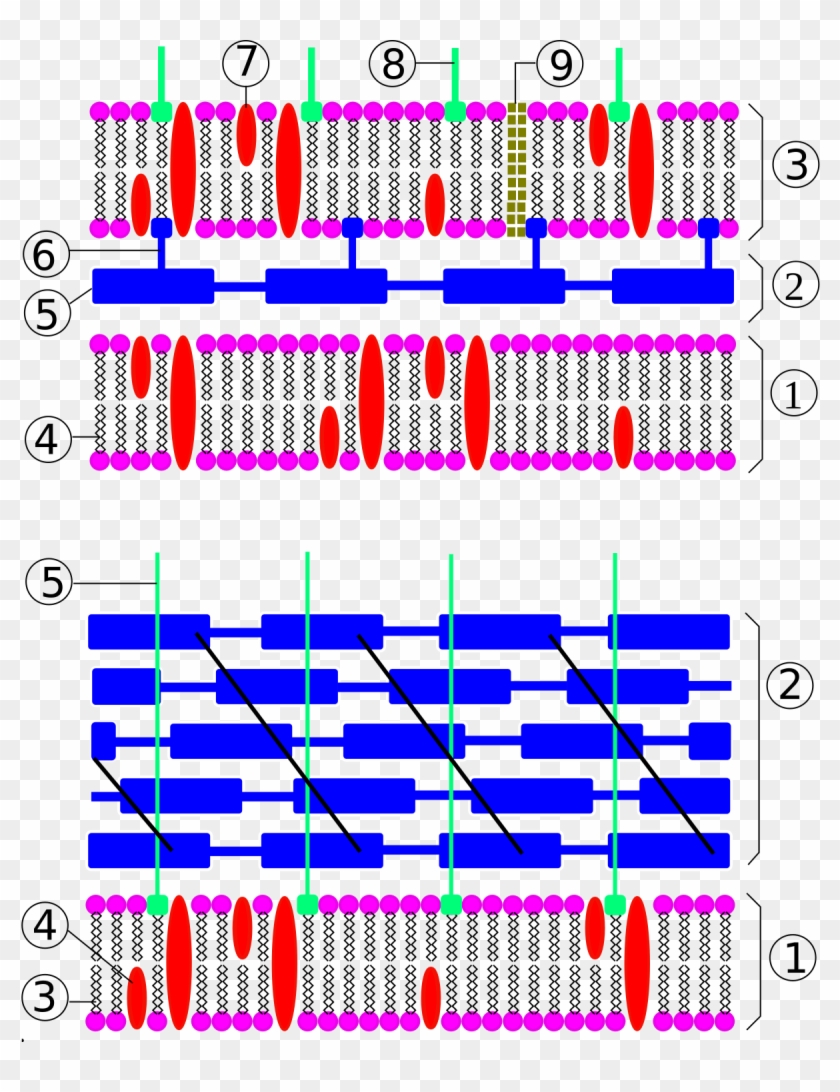 Bacteria Cell Wall - Fungus Cell Wall Cannibalism Clipart #4825637