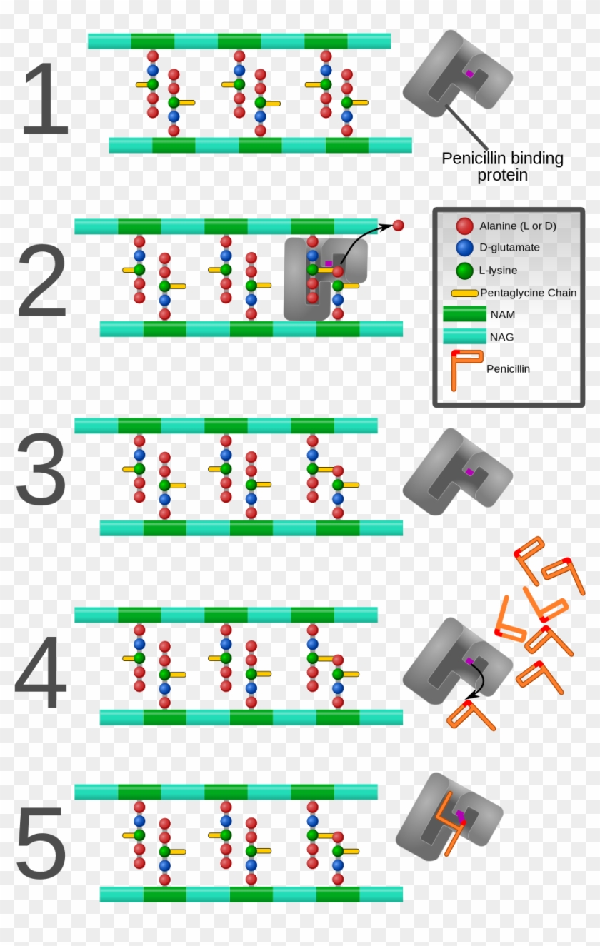 Cc By Sa - Penicillin Binding Protein Cell Wall Clipart #4825663