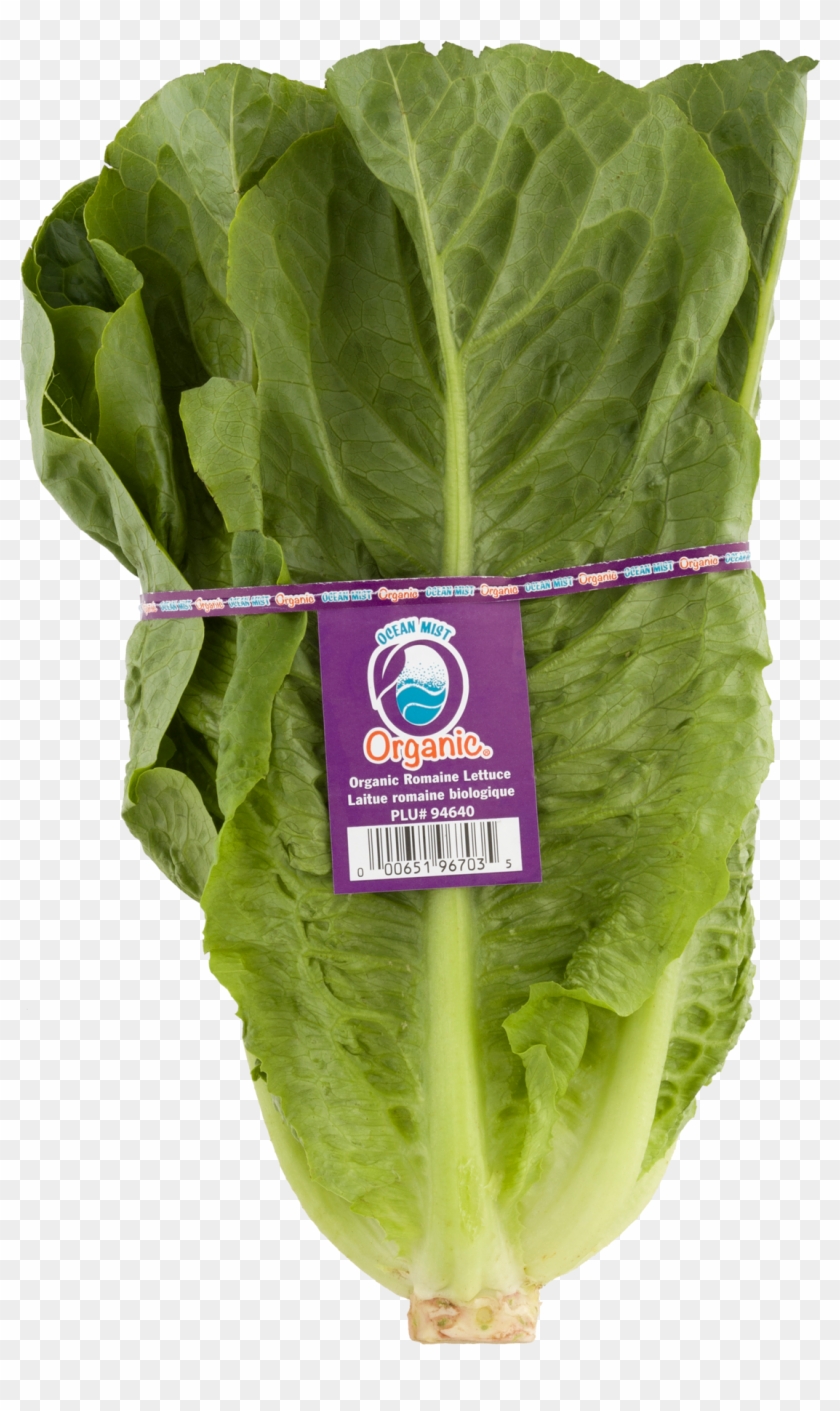 Spinach Clipart #4825666
