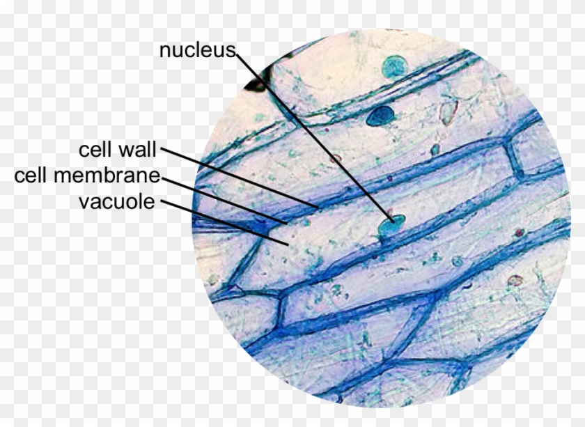 This Is A Typical Onion Cell Slide With Labels - Onion Cell Under Microscope Labelled Clipart