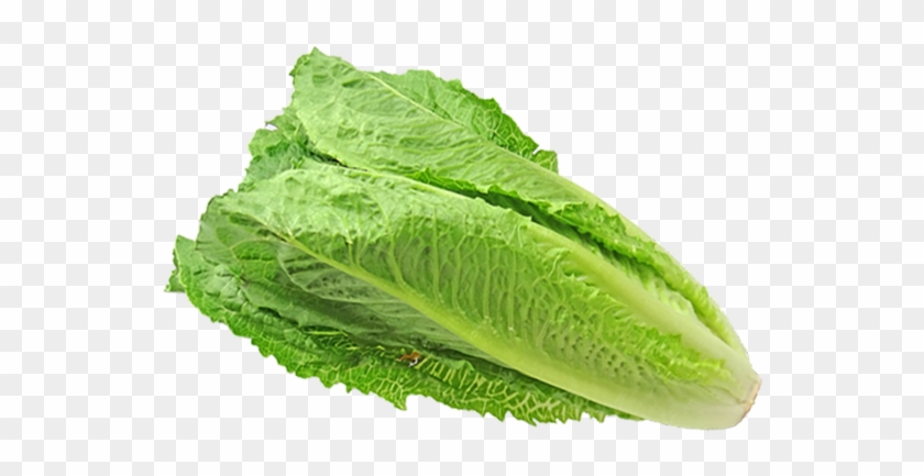 Prices For Romaine Unpredictable As Product Returns - Romaine Lettuce Clipart #4825695