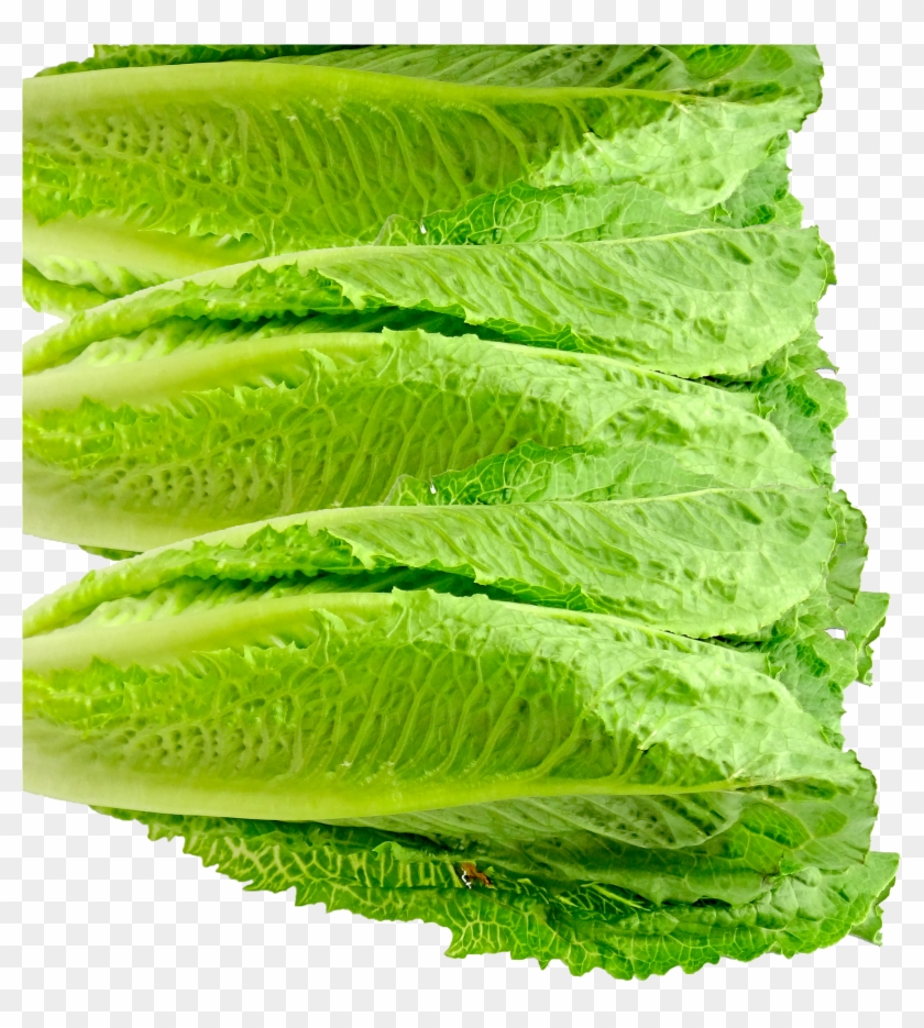 One Source Of Romaine Related E - Romaine Lettuce Clipart