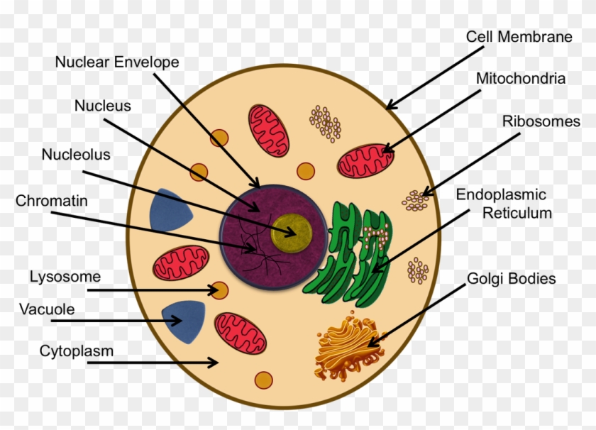 Cytoplasm In Animal Cell Project Clipart #4825750