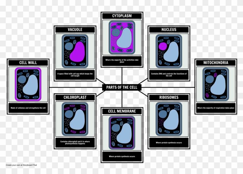 Parts Of A Plant Cell - Plant Cell Clipart #4825973