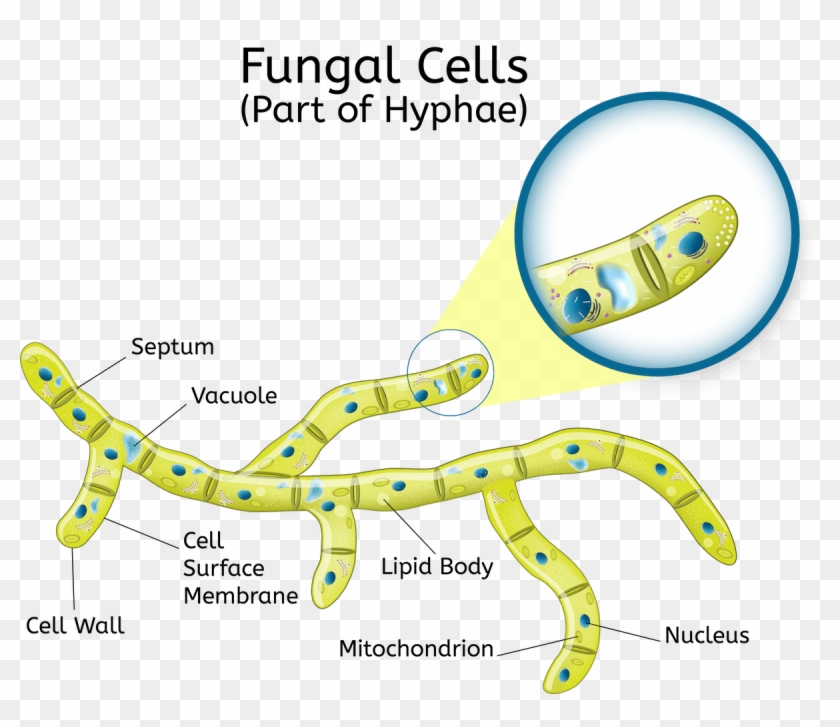 This Means That Every Single Hypha Contains Many Nuclei - Celula De Los Hongos Clipart #4826008