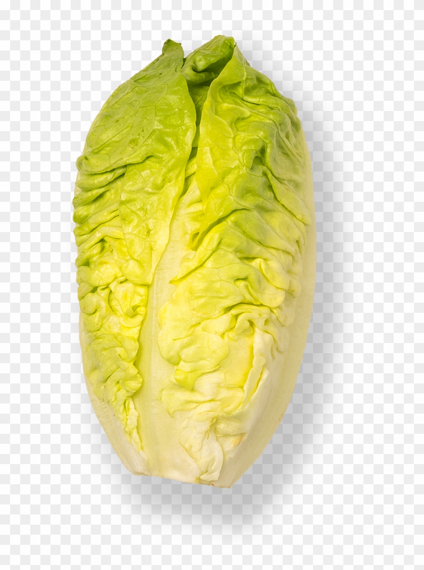 Little Gem - Chicory Clipart #4826012