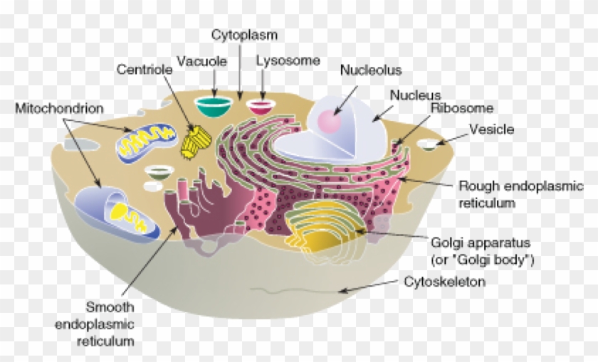Mitochondria Transparent Cell Membrane Clipart