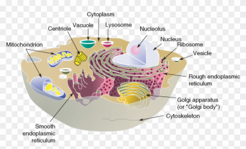 Mitochondria Transparent Cell Membrane Clipart #4826045