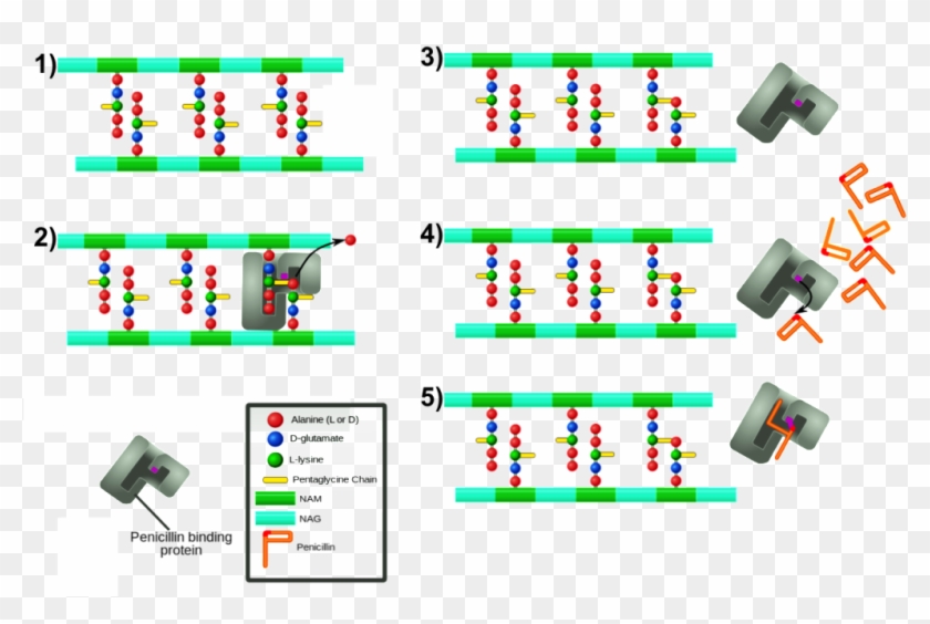 The Role Of Pbp Is Essential For The Survival Of Bacterial - Extended Spectrum Beta Lactamase Mechaniam Clipart #4826090