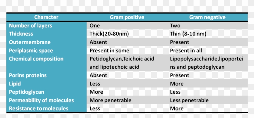Difference Between Gram Positive And Negative Bacteria Clipart