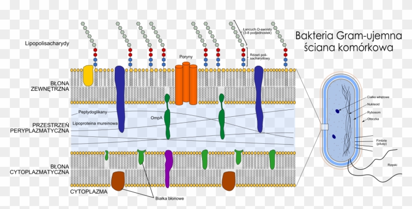 Gram Negative Cell Wall Clipart