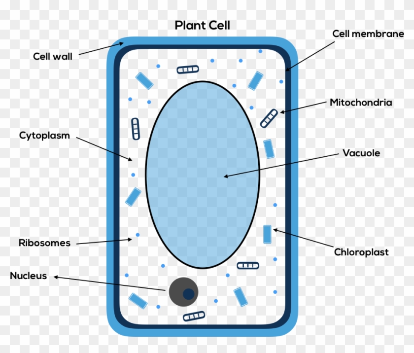 Circle Clipart #4826481