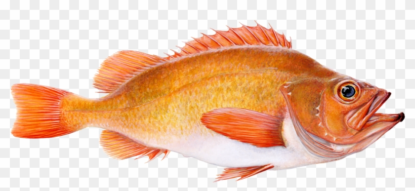 Golden Redfish Clipart #4827116