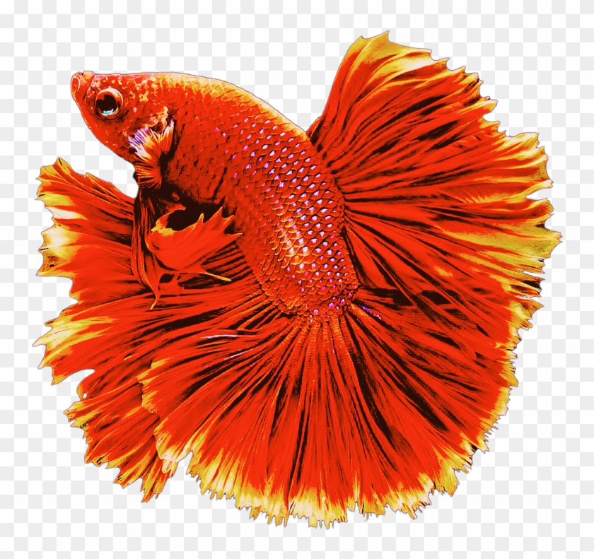 #red #fish #goldfish #swiming #animals - Bony-fish Clipart #4827348