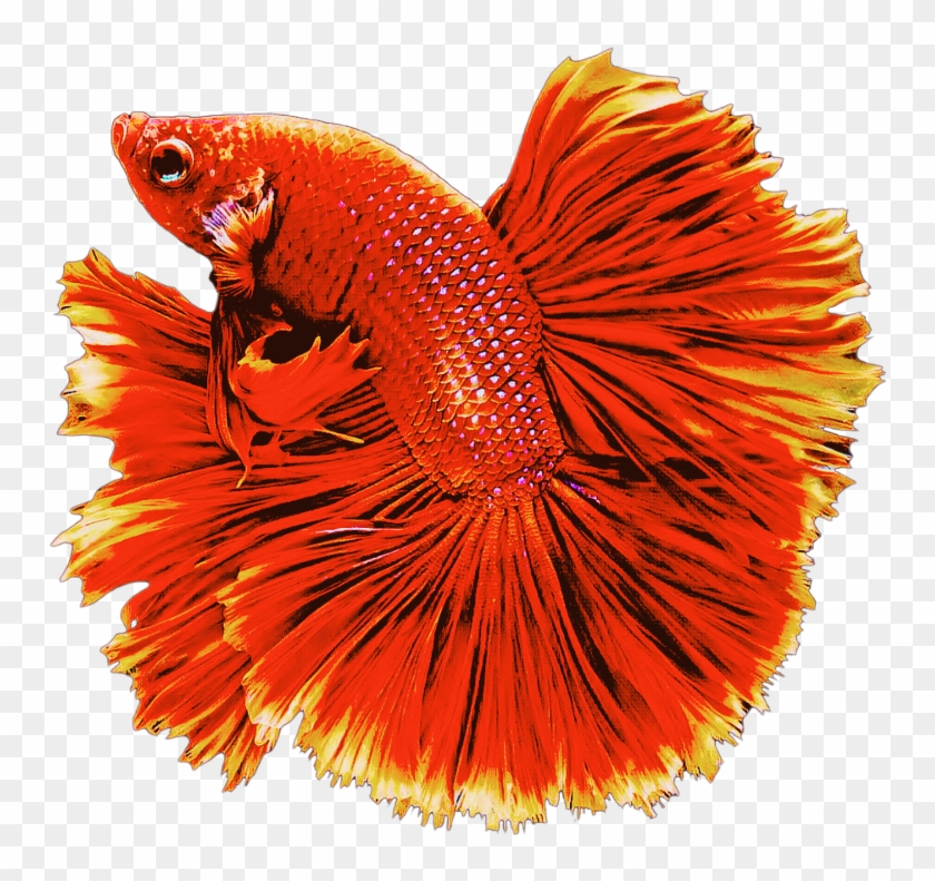 #red #fish #goldfish #swiming #animals - Bony-fish Clipart