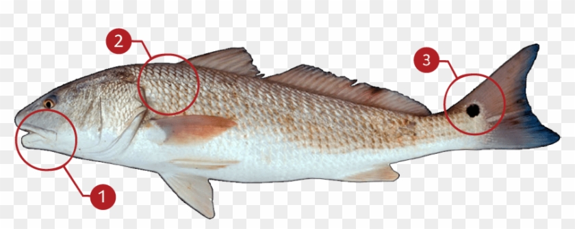 How To Identify A Red Drum - Red Drum Clipart #4827463