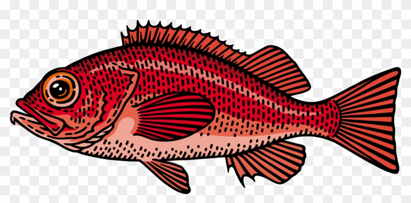Redfish - Snapper Clipart