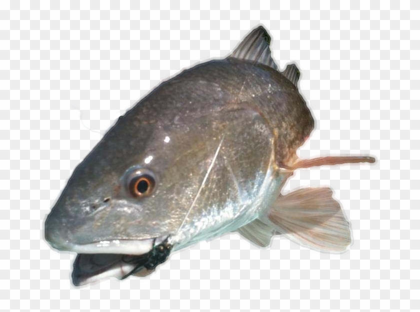 Pomacentridae Clipart