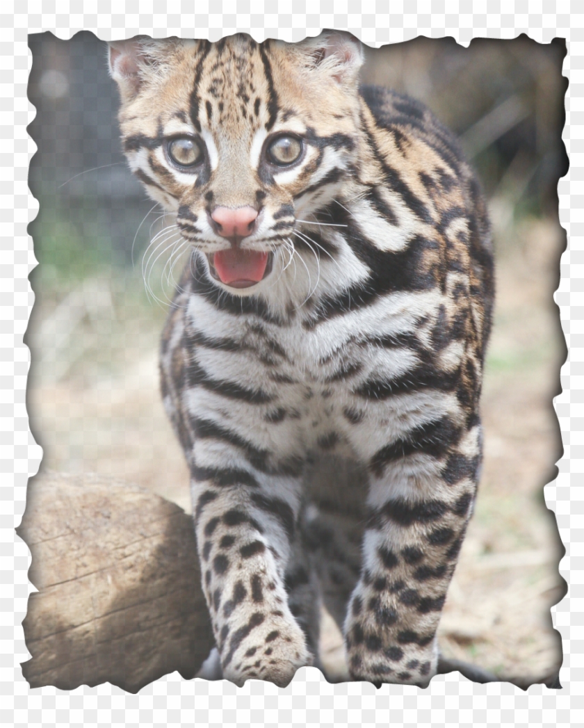 Here Are Some Facts About Ocelots - Ocelot Clipart #4828513