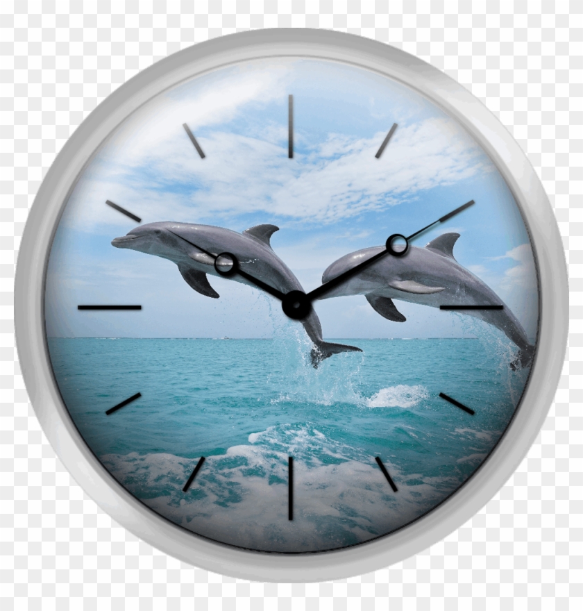 Common Bottlenose Dolphins Jumping In Air Caribbean - Bottlenose Dolphin Clipart