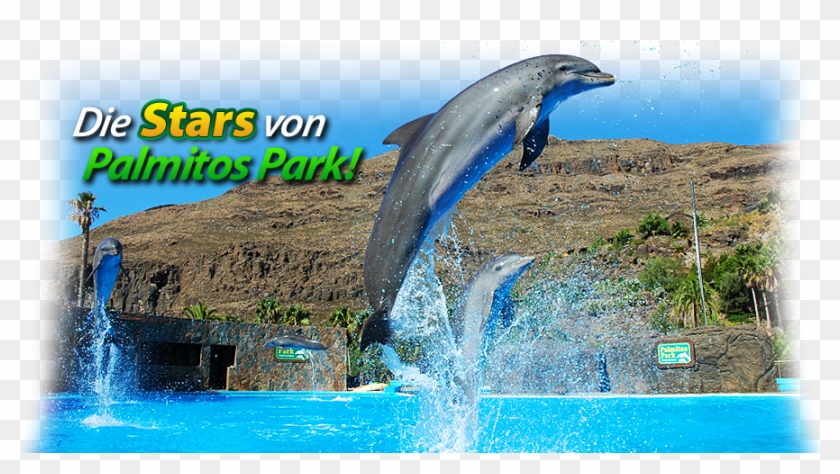 Ppark Slidedelfinessalto Txt Ale Clipart #4829376