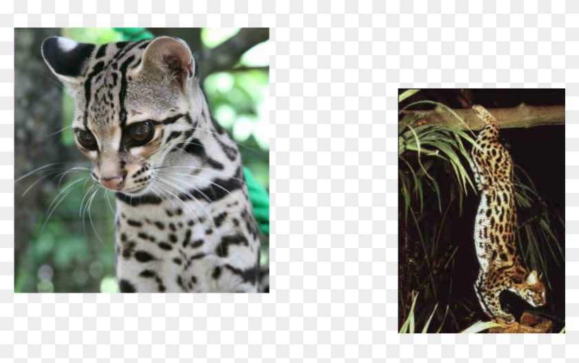 How Would Some Small Wild Cat Adapt In Their Environment - Ocelot Clipart #4829402