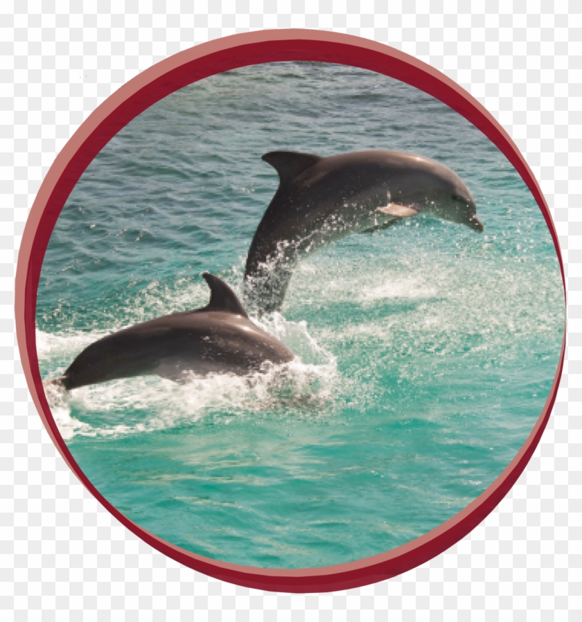 Wholphin Clipart