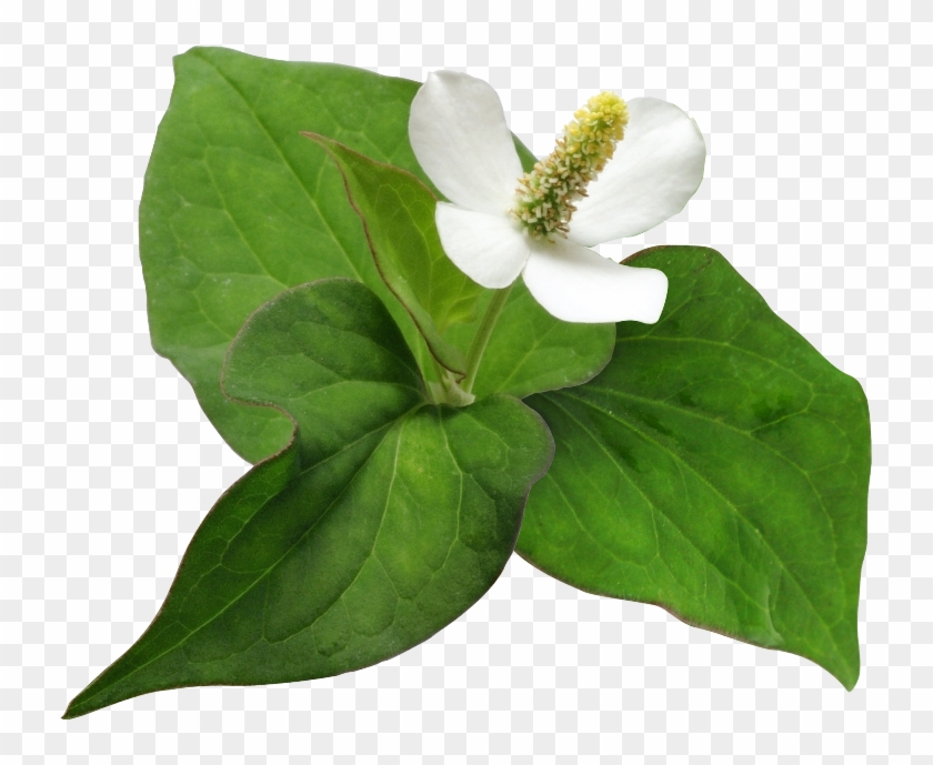 어성초3 누끼 - Houttuynia Cordata Png Clipart