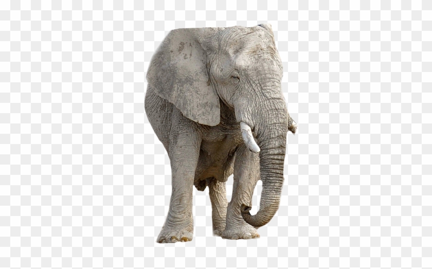 Elephant, Animal, Africa, Transparent Background Clipart #4829840