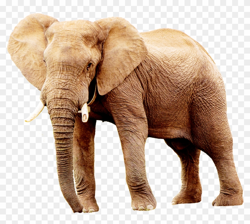 Of Animals,defence, - Imagen De Elefante Png Clipart #4829973