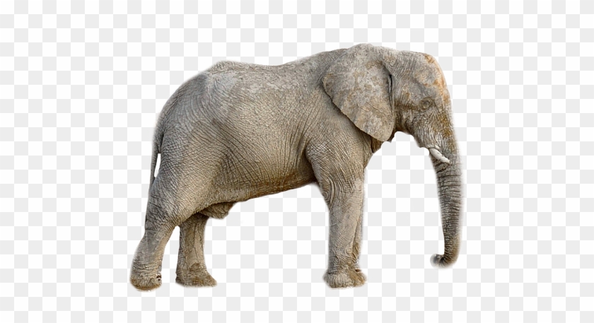 Elephant Animal Africa Transparent Background - Binatangnya Banyak Hutang Clipart #4830004