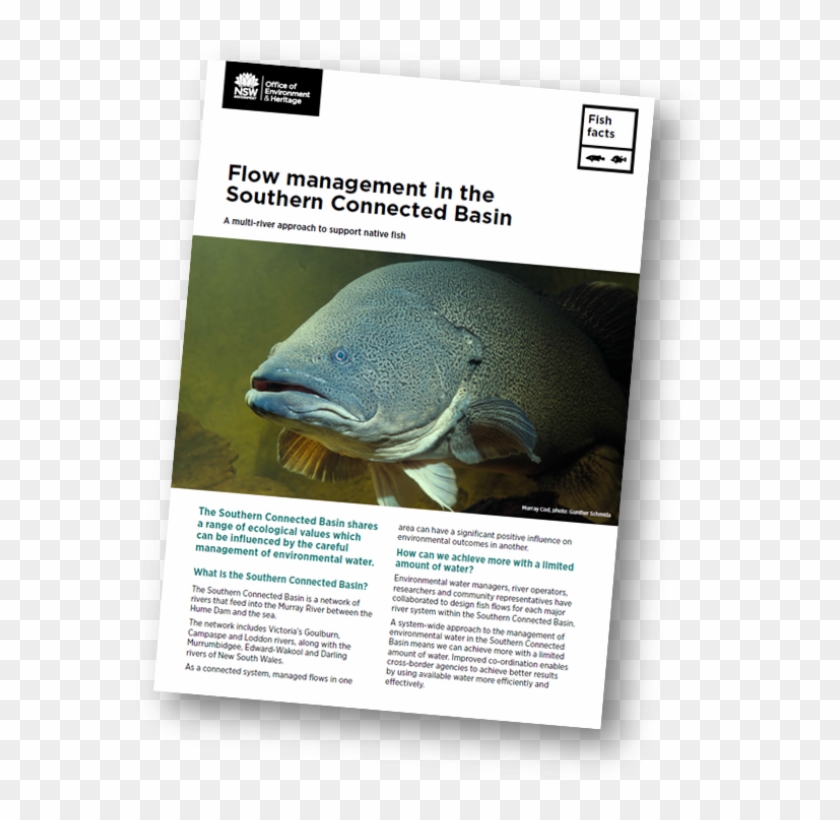 Whale Shark Clipart #4833481