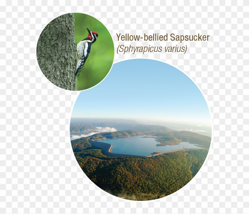 Wildlife Watching - Ivory-billed Woodpecker Clipart