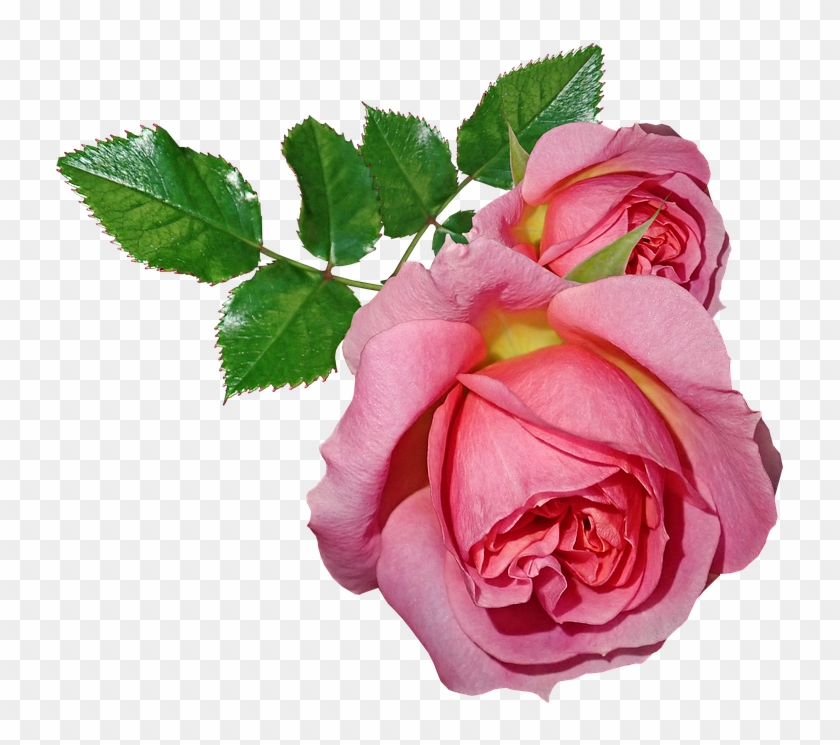 Roses, Flowers, Leaves, Plant, Garden, Nature - Rosas Com Folhas Png Clipart #4835591