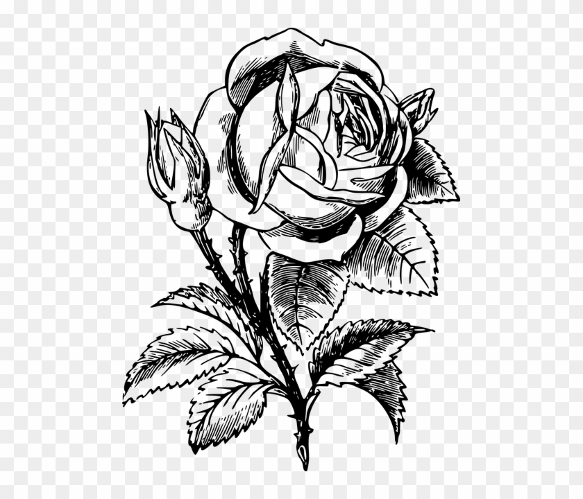 Rose Leaves Png Clipart