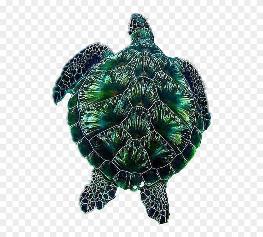 #turtle #fireworks #green - Most Beautiful Sea Turtles Clipart