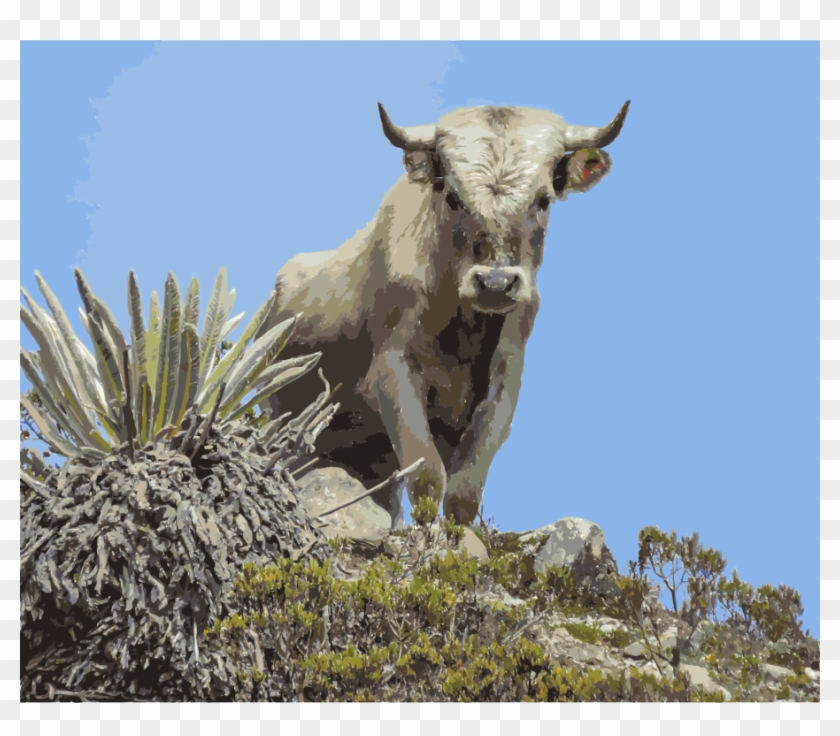 Texas Longhorn English Longhorn Chianina Beef Cattle - Charolais Cattle Clipart #4837772
