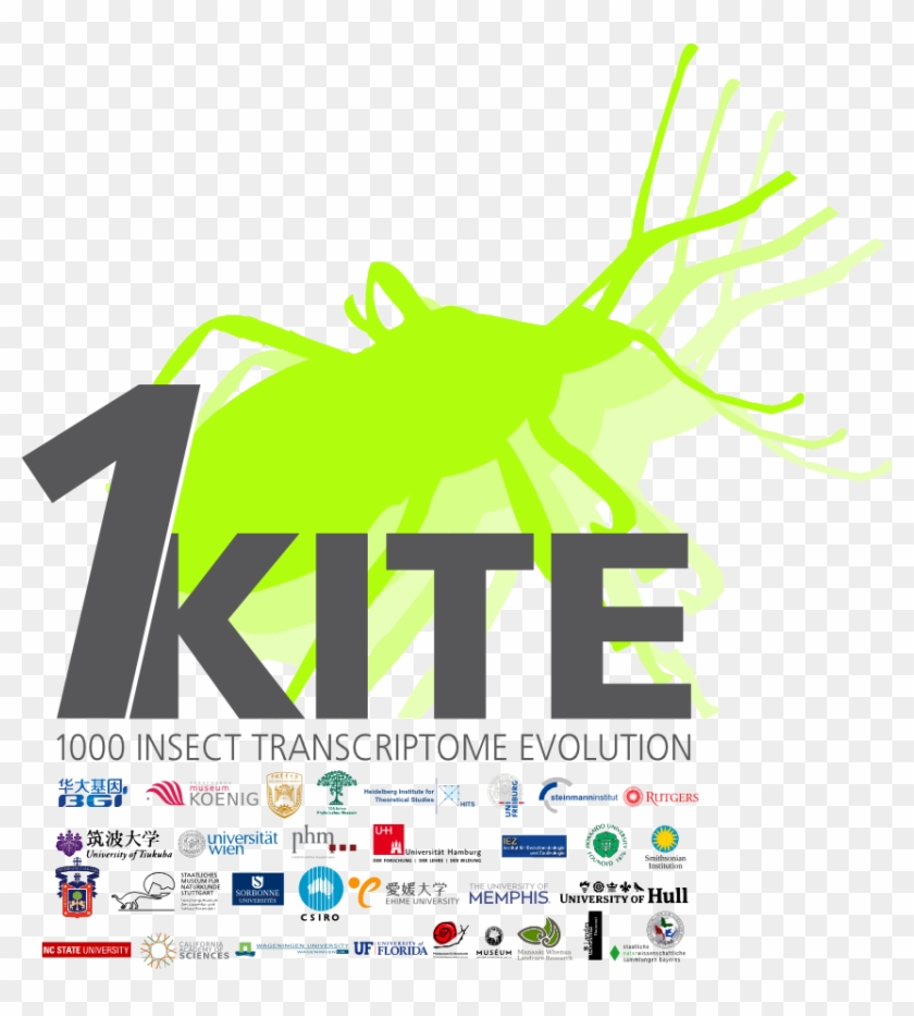 Visit The Bgi Website - 1kite Insect Clipart
