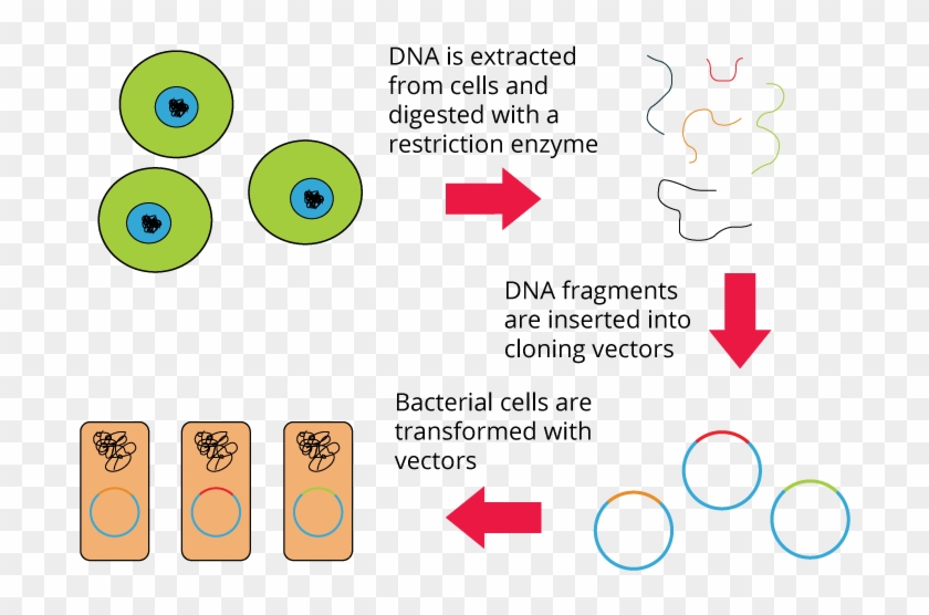Genomic Library Construction - Library From Transformation Bacterial Clipart