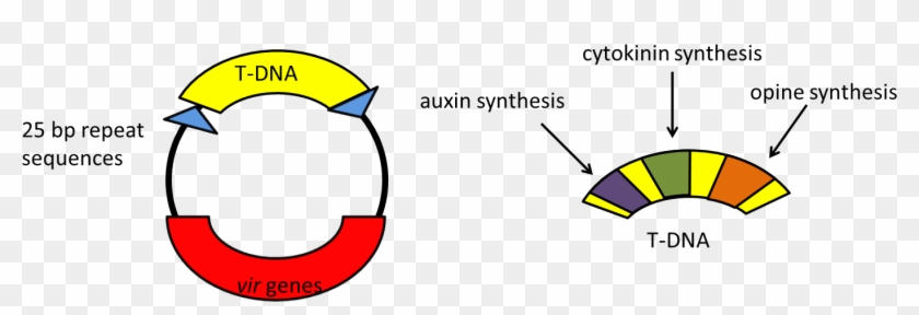 T Dna - Agrobacterium Tumefaciens T Dna Clipart #4840780