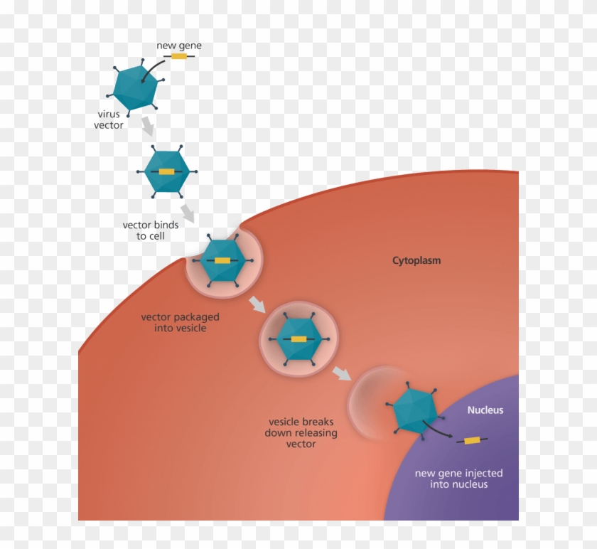 After It Has Reached The Nucleus, It Delivers The Dna, - Virus Gene Therapy Clipart