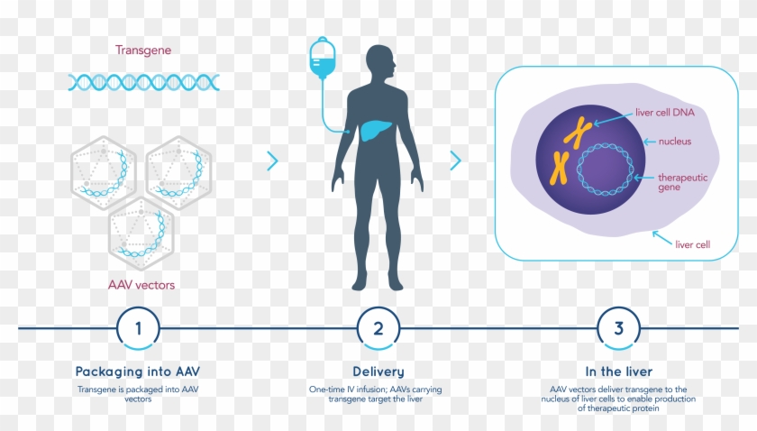 How Gene Therapy Works - Graphic Design Clipart #4841054