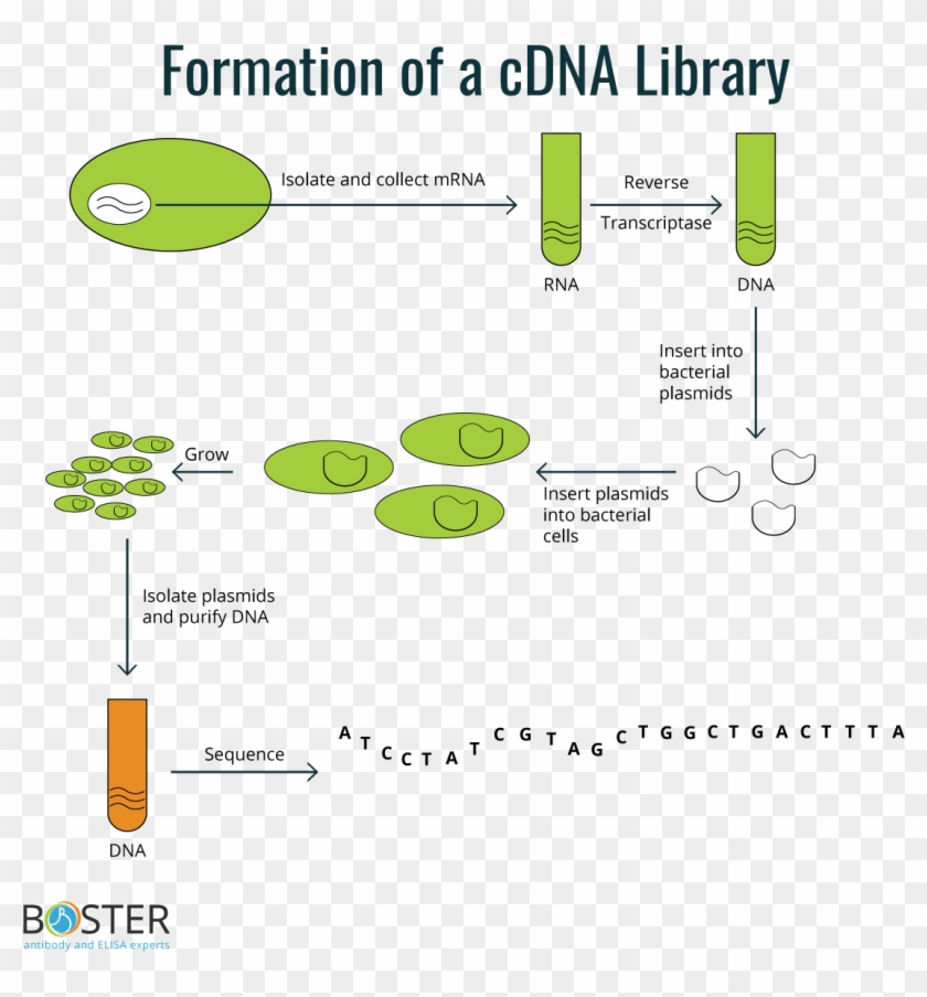 Cdna Libraries - Cdna Library Clipart